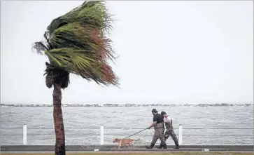  ?? Nick Wagner Austin American-Statesman ?? PEOPLE WALK along the seawall in Corpus Christi, Texas. The city is right in the path of Hurricane Harvey.