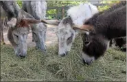  ??  ?? Mules and donkeys eat side by side.