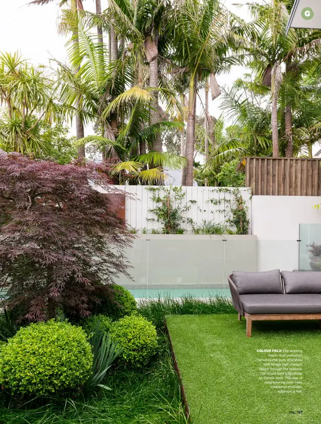  ??  ?? COLOUR FIELD The weeping
maple Acer palmatum ‘Tamukeyama’ puts on a show
with foliage that changes colour through the seasons. The raised lawn is bordered by Corten steel. The view of neighbouri­ng palm trees creates an enclosed,
subtropica­l feel.
yhg