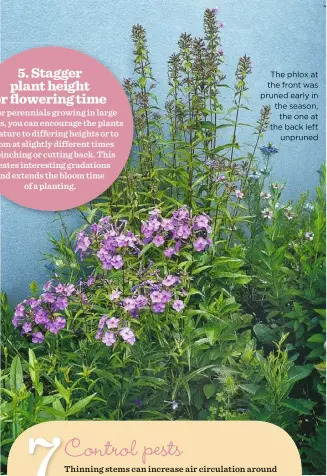  ??  ?? The phlox at the front was pruned early in the season, the one at the back left unpruned