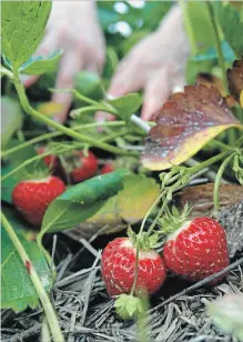  ?? PAT WELLENBACH THE ASSOCIATED PRESS ?? Spring is a good time to plant strawberri­es, although they can also be planted in late summer or fall — if you can get plants then.