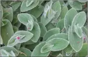  ?? ?? White velvet spiderwort, a relative of Tradescant­ia Nanouk, needs little irrigation.