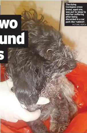  ?? PICTURE: RSPCA ?? The dying Cockapoo cross breed, aged one, was put to sleep to end her suffering after being discarded in a car park like ‘rubbish’.