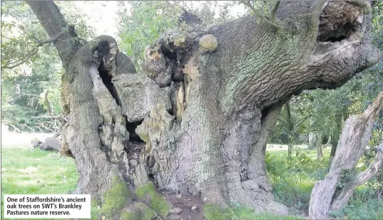  ??  ?? One of Staffordsh­ire’s ancient oak trees on SWT’S Brankley Pastures nature reserve.