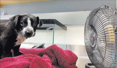  ?? John Welsh ?? Riverside County Department of Animal Services A dog chills out after being rescued earlier this week from inside a car with a temperatur­e of 133 degrees in Riverside, Calif.