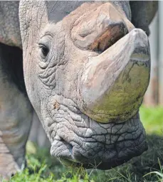  ?? FOTO: AFP ?? Der Tod Sudans, des letzten männlichen Breitmauln­ashorns, hat die Debatte um die Züchtung von Wildtieren verschärft.