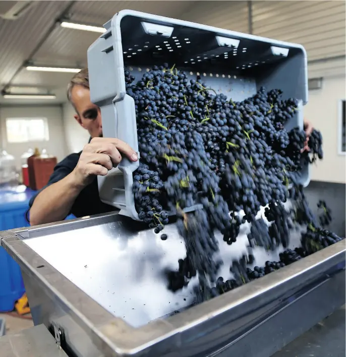  ?? JEAN LEVAC / POSTMEDIA NEWS FILES ?? Frontenac grapes are destemmed at the KIN Vineyards in Carp, Ont., outside of Ottawa.