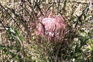  ??  ?? THISTLES AREN’T FUN PLANTS TO fiND IN A fiELD BECAUSE THE FOLIAGE CAN CUT YOUR SKIN.