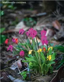  ??  ?? Masdevalli­a coccinea.