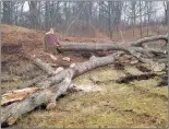  ?? Photo by Joseph B. Nadeau ?? Trees were felled at Cass Park this week to clear space for a new athletic field.