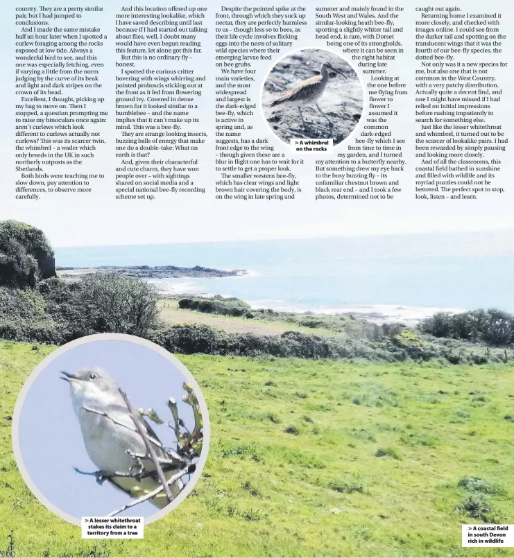  ?? Pictures: Charlie Elder ?? > A lesser whitethroa­t stakes its claim to a territory from a tree > A whimbrel on the rocks > A coastal field in south Devon rich in wildlife