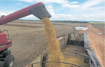  ??  ?? Al silo. Una cosechador­a vuelca granos que hoy están guardos en los campos.