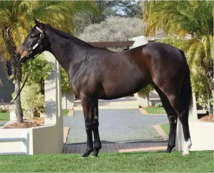  ?? Picture: Highlands Stud ?? TOP LOT: This unnamed filly, by Pathfork out of the four-time-winning mare Scented Samantha, was sold for R1.2 million at the 2018 National Two Year Old Sale in Germiston last week. Consigned by Highlands Stud, she was bought by trainer Brett Crawford.