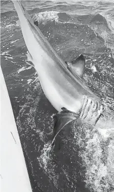  ?? COURTESY Of nick QUEEnAn ?? LETTING LOOSE: Cape Cod fishermen recently freed this entangled juvenile white shark.