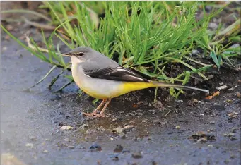  ??  ?? The Grey Wagtail with sulphur yellow