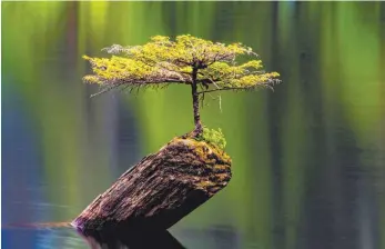  ?? FOTO: SAW ?? Der einsam-romantisch­e Fairy Lake auf Vancouver Island zeigt auf ungewöhnli­che Art und Weise, wie ein alter, ausgedient­er Baum der blättrigen Jugend ins Leben hilft.