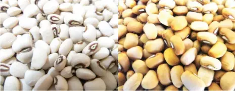  ??  ?? Beans varieties FUAMPEA 1 and 2 developed by the institutio­n.