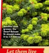  ??  ?? Another slow grower, the dwarf Balsam fir should make it to 1.5 metres.