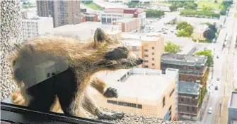  ??  ?? A raccoon chills on the window sill of the Paige Donnelly Law Firm on the 23rd floor of the UBS Tower in St. Paul, Minn. on Tuesday.