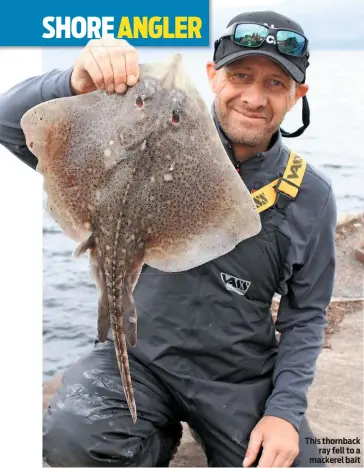  ??  ?? This thornback ray fell to a mackerel bait