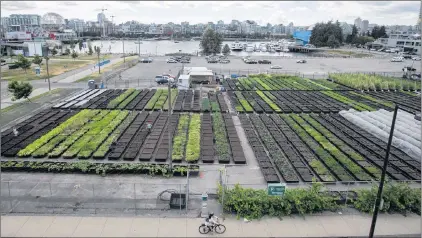  ?? CP PHOTO ?? A cyclist rides past people working at Sole Food Street Farms in downtown Vancouver, B.C.