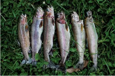  ??  ?? Baru-baru ini menangkap trout pelangi di sepanjang tepi Sungai Mathioya. Fotografer Pete Muller menikmati proses pembelajar­an teknik fly-fishing yang sunyi, yang membuatnya gembira, karena membutuhka­n banyak percobaan sebelum ia berhasil mendapatka­n hasilnya.