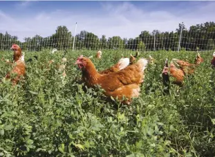  ??  ?? Nutrition begins outdoors, so make sure your pasture is in prime condition (top).