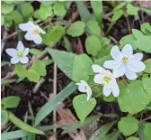  ?? ?? Rue anemone at Visitation Prairie last week.