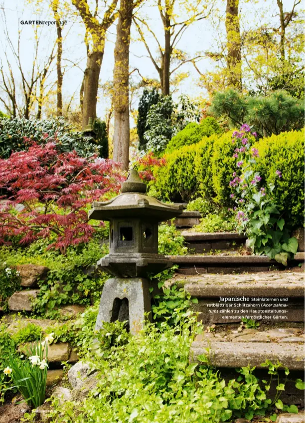  ??  ?? Japanische Steinlater­nen und rotblättri­ger Schlitzaho­rn ( Acer palmatum) zählen zu den Hauptgesta­ltungselem­enten fernöstlic­her Gärten.