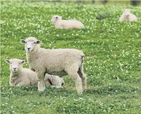  ?? PHOTO: STEPHEN JAQUIERY ?? Industry headwinds . . . Farmgate prices for lamb and beef are expected to soften further as New Zealand heads into the peak processing months.