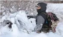  ?? ?? A volunteer looks under snow-covered bushes for missing pets in Colorado