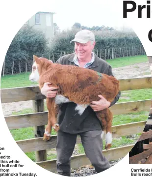  ??  ?? Ross Gibson looks pleased to have this white faced bull calf for $145 from Mangataino­ka Tuesday.