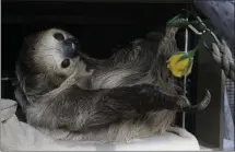  ?? ROSS D. FRANKLIN — THE ASSOCIATED PRESS ?? Fernando, a two-toed sloth, reaches for a yellow rose inside his habitat at the Phoenix Zoo. Fernando is helping the zoo raise money: His fee for a personaliz­ed clip on a video-sharing platform has doubled to $50.