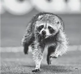  ?? KYLE ROSS USA TODAY NETWORK ?? A raccoon runs on the field in Philadelph­ia on Wednesday during an MLS match.