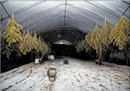  ?? CAMILLE FINE/CHICAGO TRIBUNE ?? Hemp plants hang in a tent on Chad Wallace’s farm in Ashland.