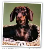  ??  ?? DOG SHOW: Minky poses in Zara basket