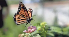  ?? GREGORY BULL/AP ?? A monarch butterfly alights on a flower in Vista, Calif., in 2015.