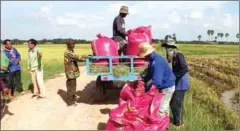  ?? SIEM REAP INFORMATIO­N DEPARTMENT ?? Farmers harvest dry-season rice in Siem Reap province in February.