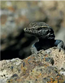  ??  ?? Views from the boardwalk to the sea at Punta Grande and through the trees and clouds down to El Golfo, while one of El Hierro’s endangered giant lizards observes from a rock