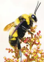  ?? Krystle Hickman ?? Close-up of a male Bombus crotchii, commonly called Crotch’s bumblebee. This species of bumblebee named after the entomologi­st George Robert Crotch.