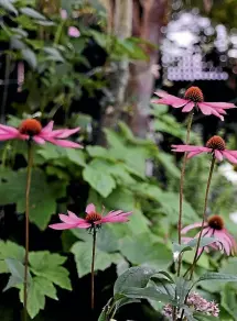  ??  ?? Echinacea also responds well to deadheadin­g.