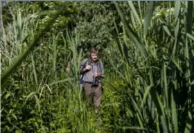  ??  ?? Wat ruischt er door het Schelderie­t? Het is Willy!