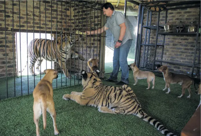  ?? Michael Jamison with Bengal tiger Enzo and Siberian tiger Ozzy as well as some of his 15 hounds on 31 May 2013 in Brakpan, Gauteng. Ozzy, lying down, was adopted with deformed legs and feet as a result of malnutriti­on while in the care of his previous own ??