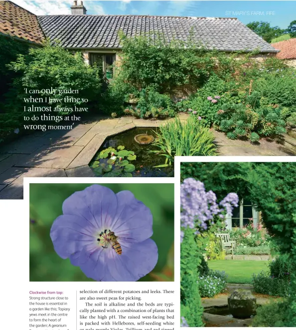  ??  ?? Clockwise from top: Strong structure close to the house is essential in a garden like this; Topiary yews meet in the centre to form the heart of the garden; A geranium Rozanne attracts a hoverfly.