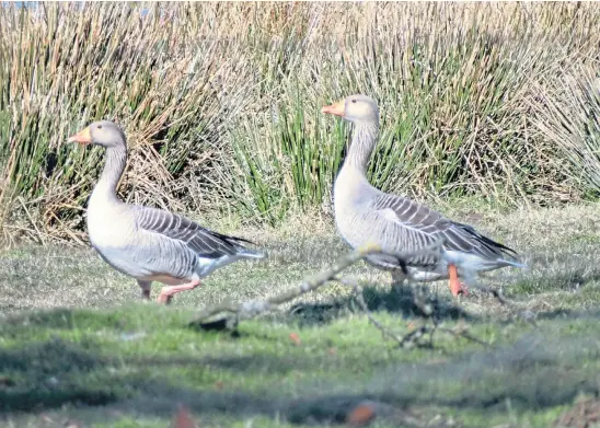  ?? Picture by Angus Whitson. ?? NO NEED TO RUSH: Angus spotted geese flying high and north – this pair will most likely catch up later.