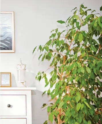  ?? Foto: Warnecke, dpa ?? Der Ficus benjamina kann das Wohnraumgi­ft Formaldehy­d aus der Zimmerluft filtern.