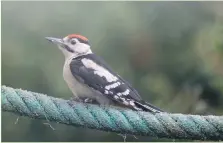  ?? Photograph: Brian Couper ?? Young great spotted woodpecker.