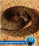  ??  ?? Berg adder