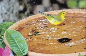  ??  ?? This young Hooded Warbler stops by for a splash after a day of grabbing flying insects.