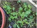  ?? ?? To eradicate oxalis, remove the plants and all their roots regularly